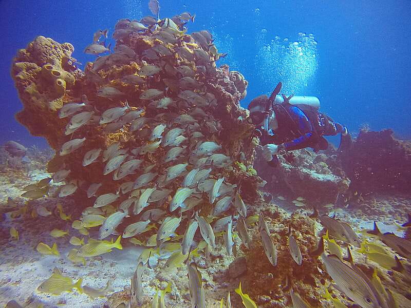Cancun: Scuba Diving for Certified Divers, 3 options to dive - Option 2: Punta Cancun Reefs outside the bay (15 to 17 meters and two different reefs)