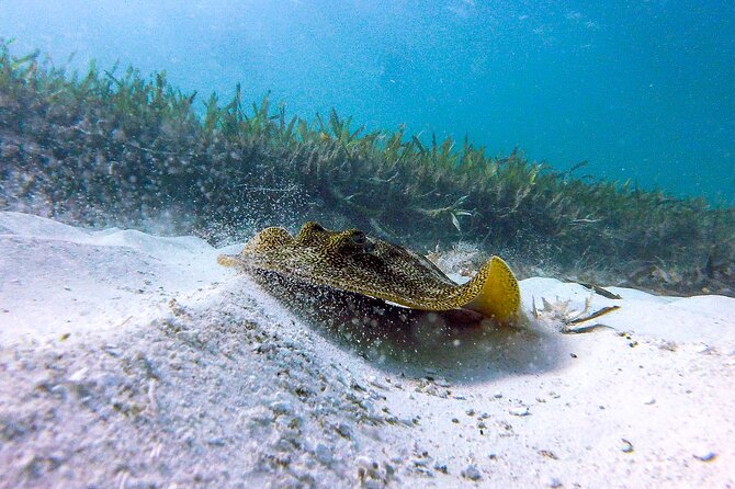 Cancun Snorkeling Adventure: Underwater Museum, Reef & Shipwreck - Stop 2 at El Meco reef, turtles, rays, and the shipwreck