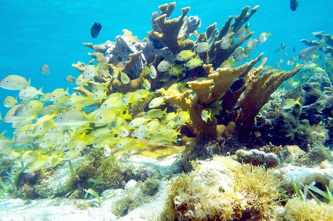Cancun Snorkeling Adventure: Underwater Museum, Reef & Shipwreck - Guides and captains who keep the day organized