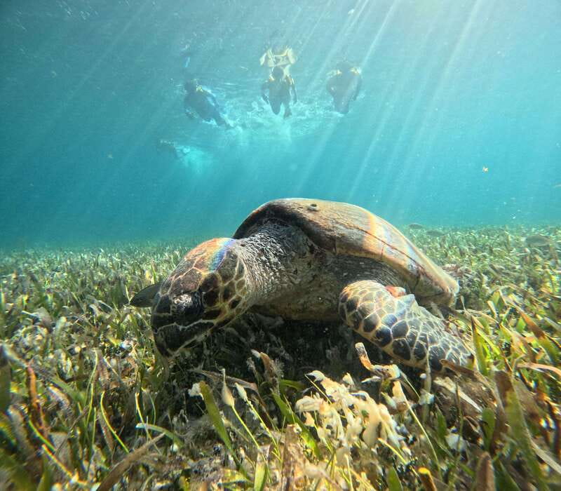 Cancun: Snorkeling Boat Tour with Gear - Key Points You Should Know Before You Go