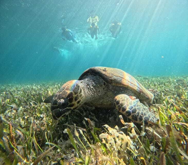 Cancun: Snorkeling Boat Tour with Gear - Who This Tour Suits Best (And Who Should Skip It)