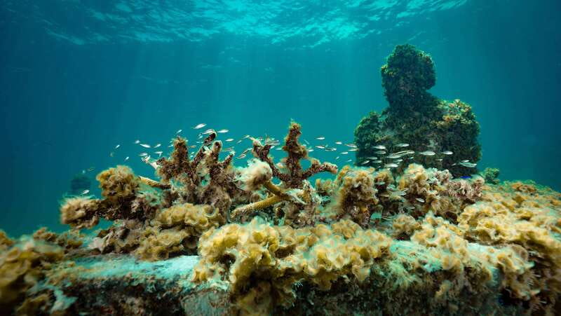 Cancun: Snorkeling Tour at MUSA The Underwater Museum - How the 4.5 hours actually feels: two swims, one smooth arc