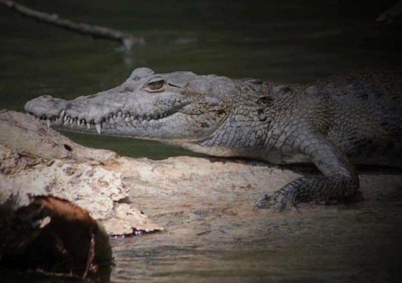 Cancun: Speedboat Adventure & Crocodile Sighting - Mangroves From Water Level, Not a Walking Path