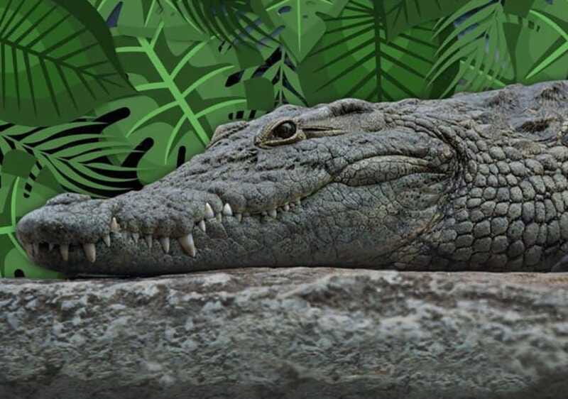 Cancun: Speedboat Adventure & Crocodile Sighting - Wildlife Lessons You Can Use Beyond the Boat