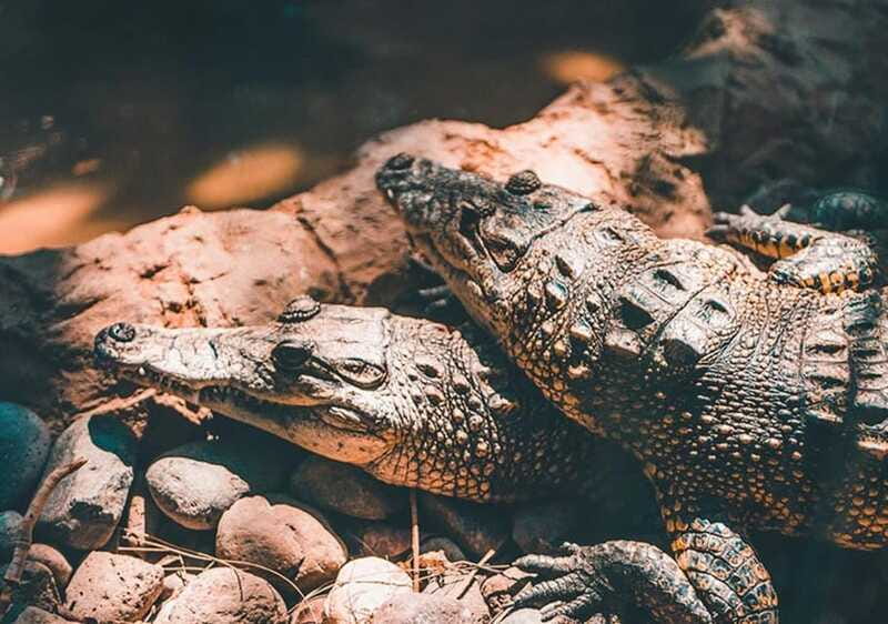 Cancun: Speedboat Adventure & Crocodile Sighting - Included vs. Not Included: Bring What You’ll Miss