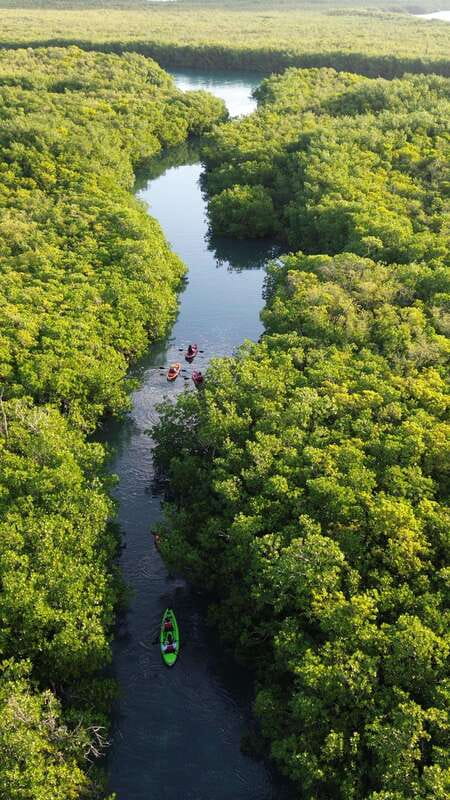 Cancun: Sunset Kayak Experience in the Mangroves - Key Highlights You Will Actually Care About