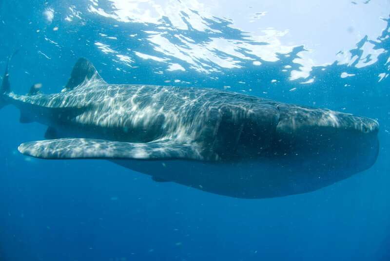 Cancún: Swim with Whale Sharks - Key Points That Matter Before You Book
