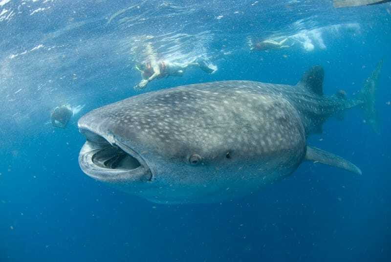 Cancún: Swim with Whale Sharks - The Whale Shark Route, Isla Contoy Style