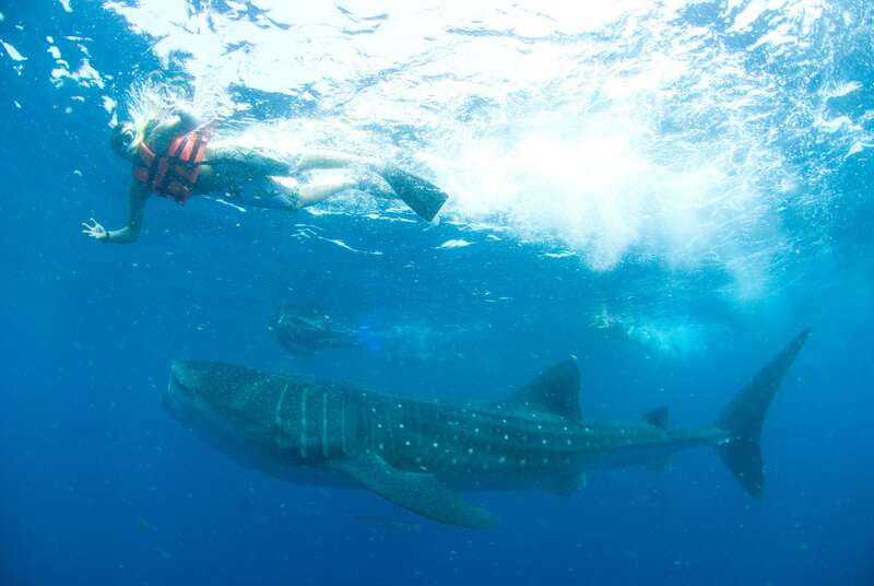 Cancún: Swim with Whale Sharks - Safety Rules That Actually Protect the Moment