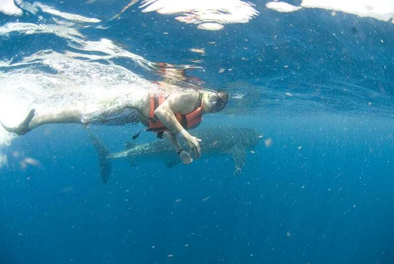 Cancún: Swim with Whale Sharks - Isla Mujeres Stop: Lunch, Swimming, and a Real Break
