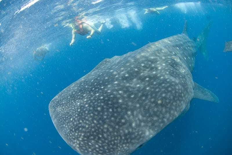 Cancún: Swim with Whale Sharks - Dolphins and Sea Turtles: The Bonus Wildlife Timing