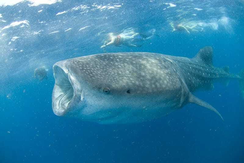 Cancún: Swim with Whale Sharks - Who This Whale Shark Swim Fits Best