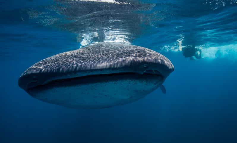Cancún: Swim with Whale Sharks & Playa Norte Beach - Key Highlights at a Glance
