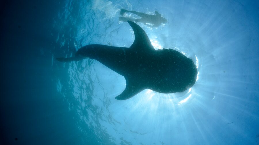 Cancún: Swim with Whale Sharks & Playa Norte Beach - Rules, Weather, and What to Pack So You Are Not Rushed