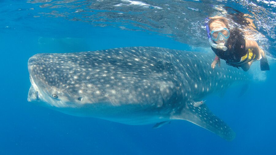 Cancún: Swim with Whale Sharks & Playa Norte Beach - Should You Book This Whale Shark and Playa Norte Tour?
