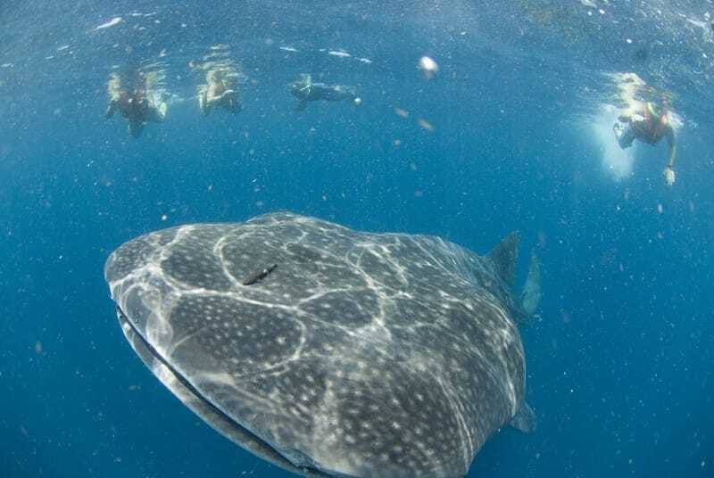 Cancún: Swim with Whale Sharks - Marina Xtabay Early Morning and the Speedboat Plan