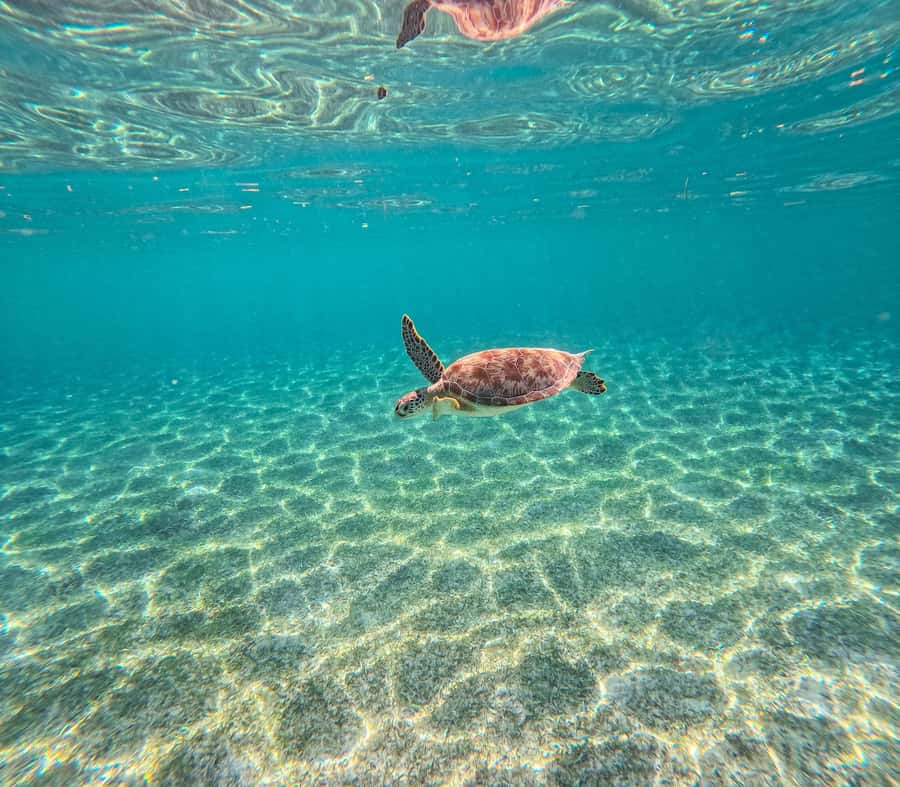 Cancun: Tulum Ruins, Akumal Turtles, Cenote & Caves Tour - Cenote Nohoch Nah Chich: Caves, Clear Water, and a Much Quieter Pace