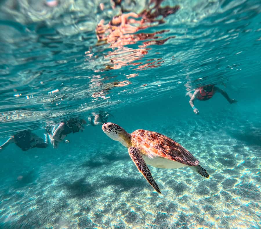 Cancun: Tulum Ruins, Akumal Turtles, Cenote & Caves Tour - Chocolate and Tequila Tasting, Plus a Proper Buffet Lunch
