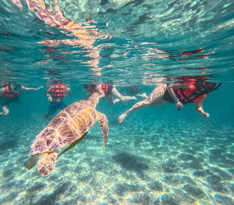 Cancun: Tulum Ruins, Akumal Turtles, Cenote & Caves Tour - How the Day Flows: Transfers, Timing, and What It Means for You