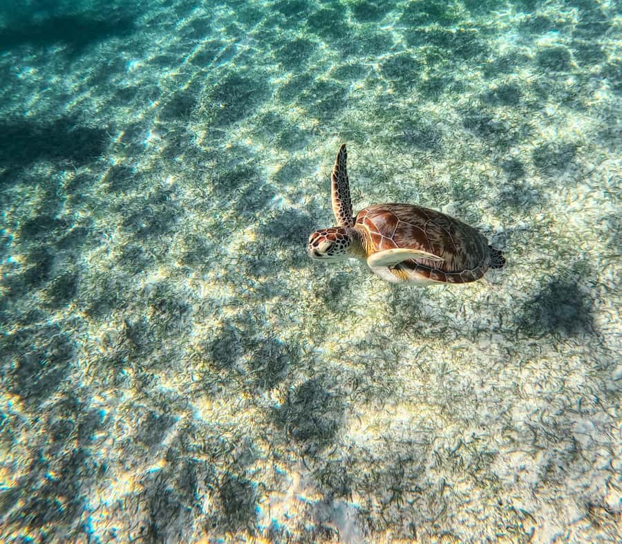 Cancun: Tulum Ruins, Akumal Turtles, Cenote & Caves Tour - Tulum and Cenote Fees: The One Extra Cost to Plan For