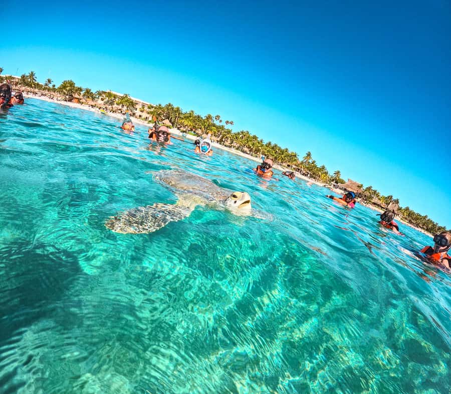 Cancun: Tulum Ruins, Akumal Turtles, Cenote & Caves Tour - Should You Book This Cancun, Tulum, Akumal, and Cenote Day Tour?