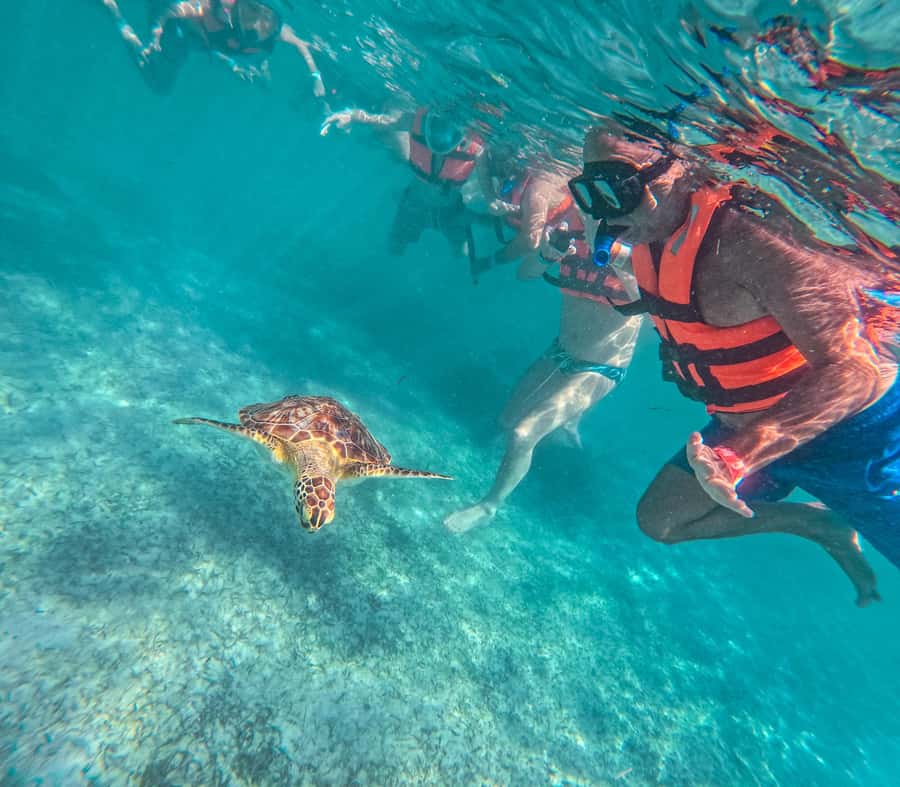 Cancun: Tulum Ruins, Akumal Turtles, Cenote & Caves Tour - Akumal Beach Snorkeling for Wild Sea Turtles (With Clear Rules)