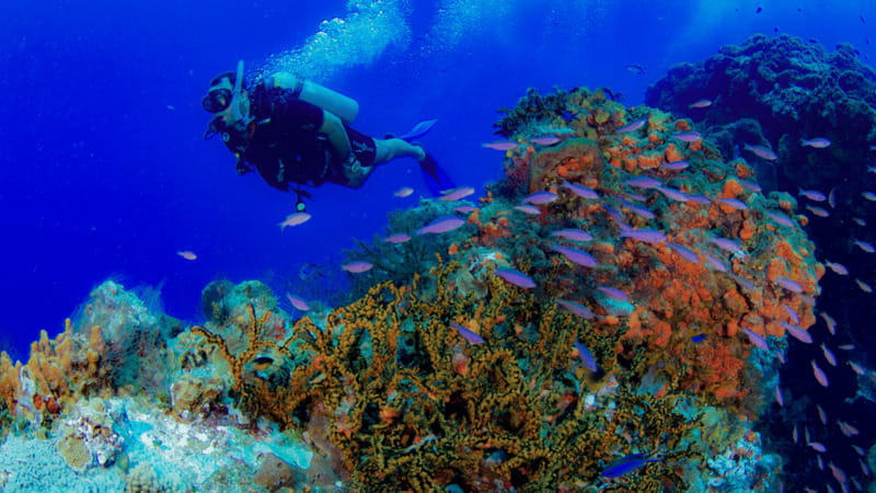 Cancún: Underwater Museum & Reef for Certified Scuba Divers - Price and the Real Value of a 2-Tank MUSA Day