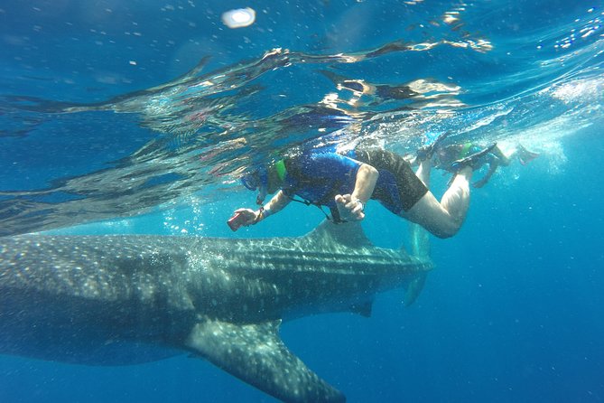 Cancun Whale Shark Encounter - Key things to know before you go