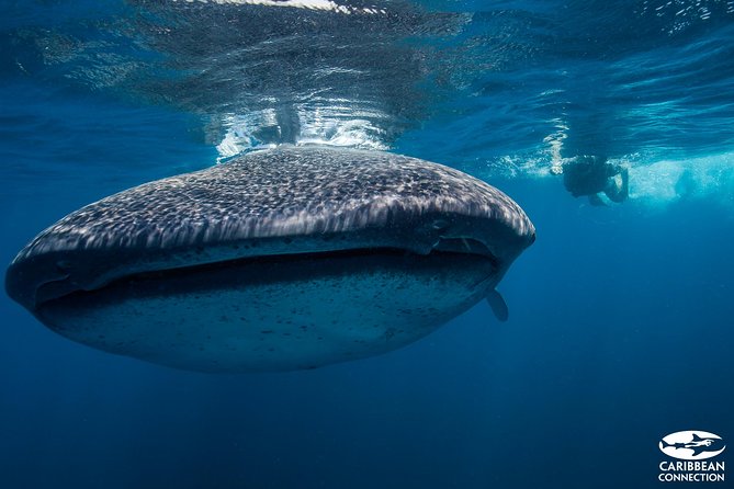 Cancun Whale Shark Encounter - A half-day plan built around Punta Sam and responsible whale shark time