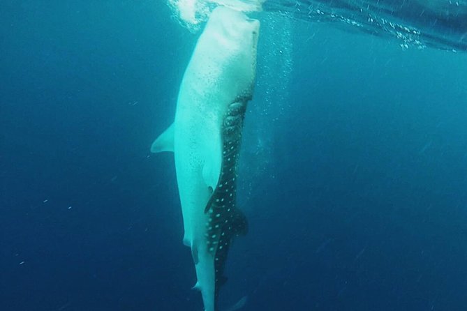 Cancun Whale Shark Encounter - First stop in the water: whale shark swim expectations and swim rules