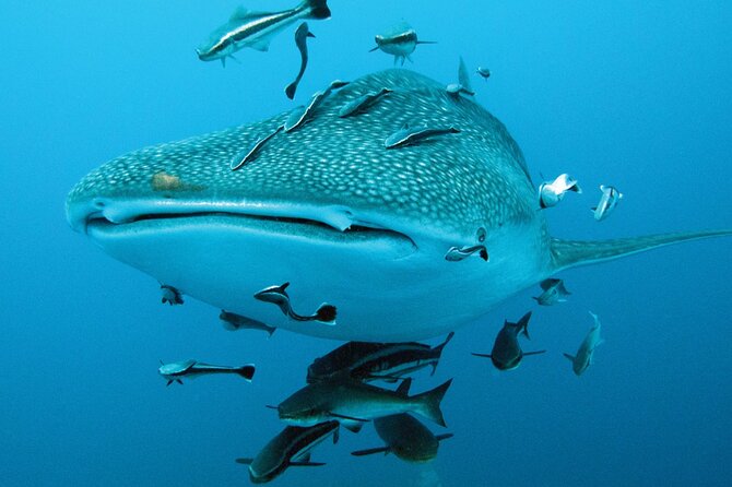 Cancun Whale Shark Encounter - The guide team: bilingual coaching and why it changes everything