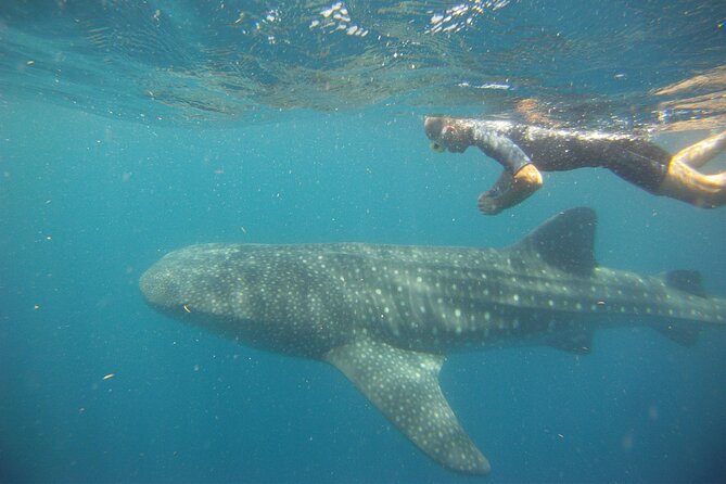 Cancun Whale Shark Encounter - Who this fits best, and who should skip it