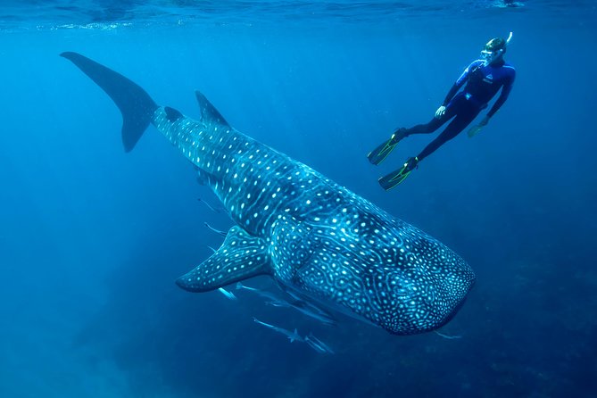 Cancun Whale Shark Encounter - Price check: what $210 covers, and the $20 extra you should plan for