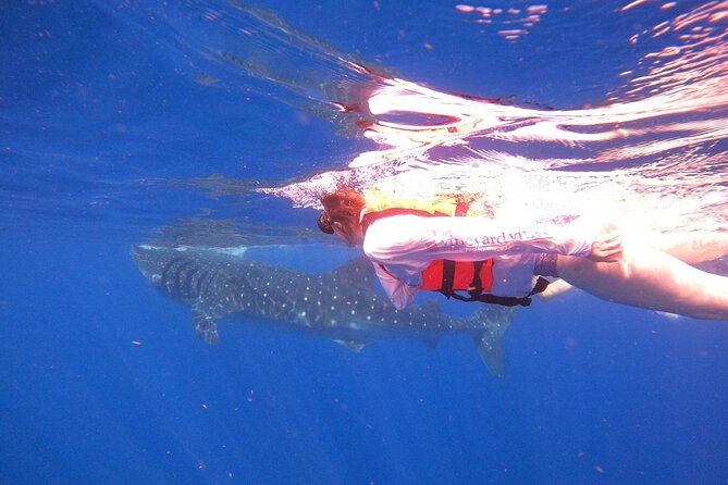 Cancun Whale Shark Experience with Snorkel & Transportation - The guides are the difference: positioning, care, and real energy