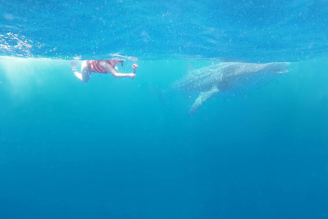 Cancun Whale Shark Experience with Snorkel & Transportation - Price and value: what you’re really paying for at $210