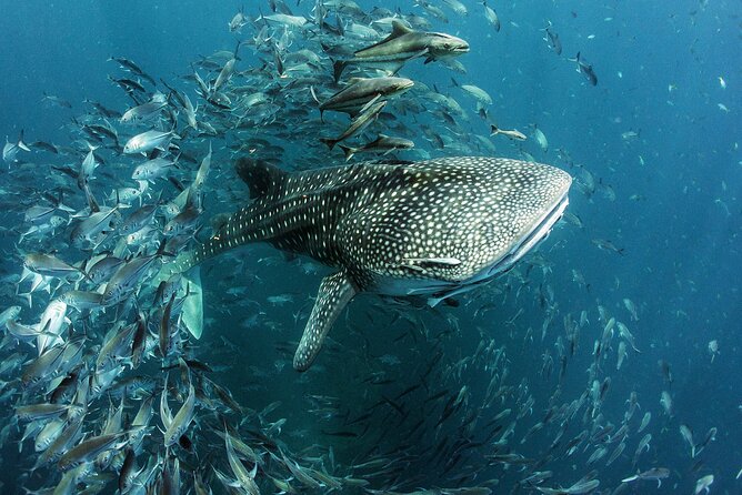 Cancun Whale Shark Experience with Snorkel & Transportation - Who this tour fits best, and who should choose differently