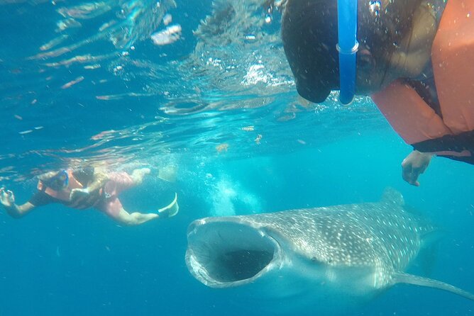 Cancun Whale Shark Experience with Snorkel & Transportation - Snorkel tips that actually help you see more (and stress less)