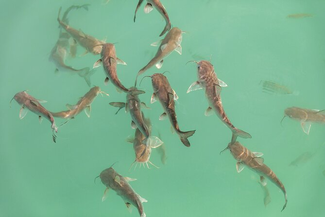 Catamaran Adventure: Sailing and Swimming in the Bacalar Lagoon - The Crew and the Real-World Experience (Guide Names Included)