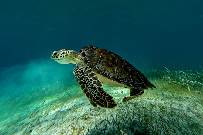 Catamaran Cruise in Riviera Maya With Snorkeling & Beach Club - Free Maroma Beach Time: Great Bonus, But Know What You’re Actually Paying For