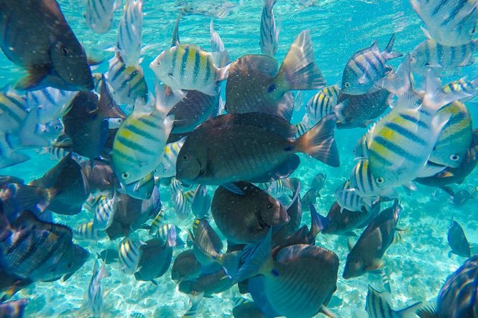 Catamaran Group Sightseeing, Snorkeling Tour Isla Mujeres - Lunch and Open Bar: Comfort on a Short, Active Day