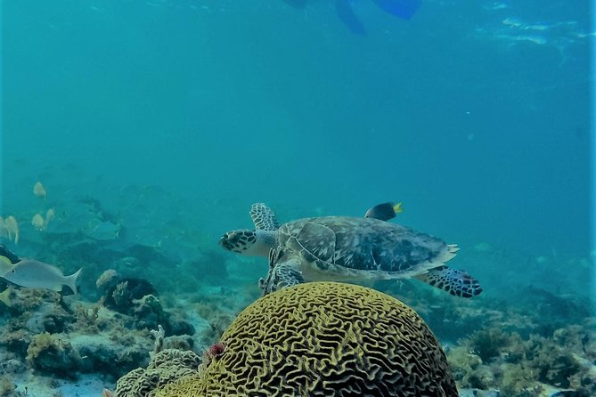 Catamaran Group Sightseeing, Snorkeling Tour Isla Mujeres - Small Group Sailing vs “Party Boat” Energy: Match Your Expectations