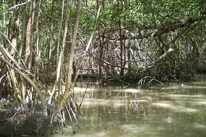 Celestun Beach and Mangrove Boat Ride from Merida - Price and value: why $128 can make sense here