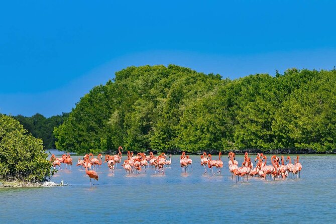 Celestun Beach and Mangrove Boat Ride from Merida - Best fit: who will love this day most