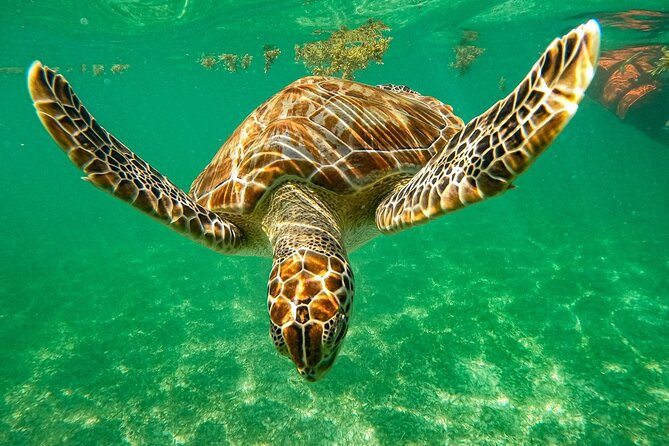 Cenote and Swimming with Turtles Private Tour in Akumal - Key highlights worth marking on your map