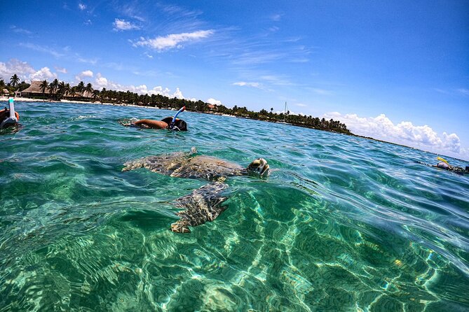 Cenote and Swimming with Turtles Private Tour in Akumal - Who this tour suits best in Akumal