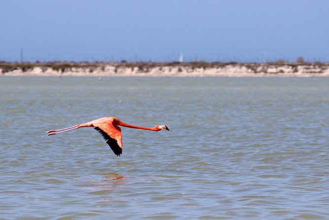 Cenote Suytun & Rio Lagartos & Las Coloradas - One thing to consider before you lock it in
