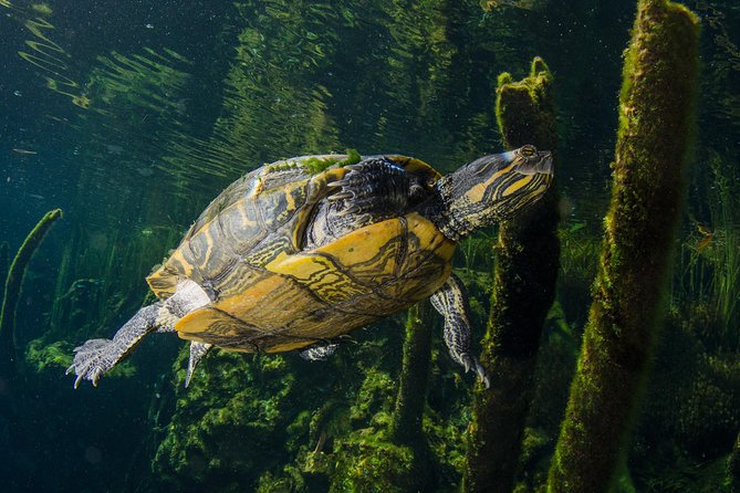 Cenotes snorkeling excursion - The briefing before you enter the water