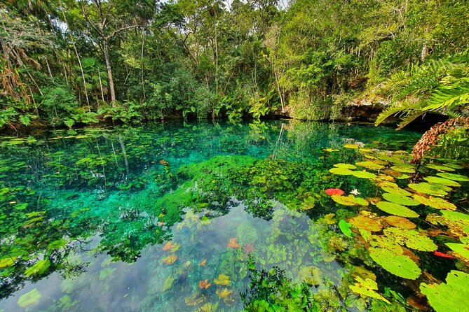 Cenotes trail jungle bike tour in Tulum with lunch - The Second Cenote in the 2-Cenote Option: Snorkel in Cenote Escondido