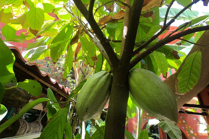 Chocolate Tasting & mayan Presentation - Lunch at a family kitchen: tacos, help at the table, and real comfort food