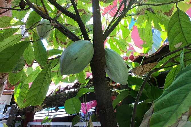 Chocolate Tasting & mayan Presentation - Should you book: my practical take